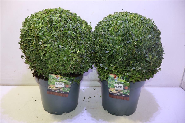 <h4>Buxu Sempervirens</h4>