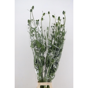 DIPSACUS