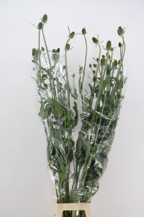 <h4>DIPSACUS</h4>
