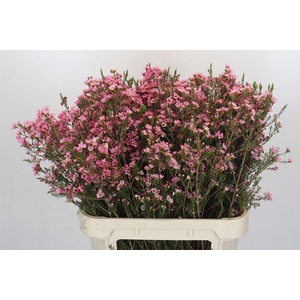Chamelaucium Sarah's Delight