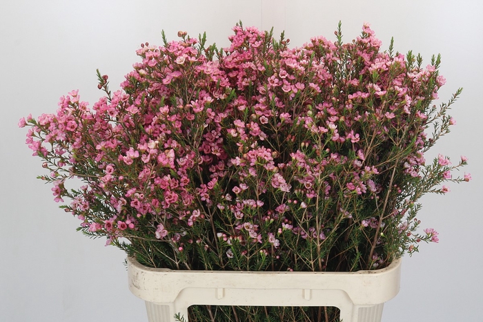 <h4>Chamelaucium Sarah's Delight</h4>