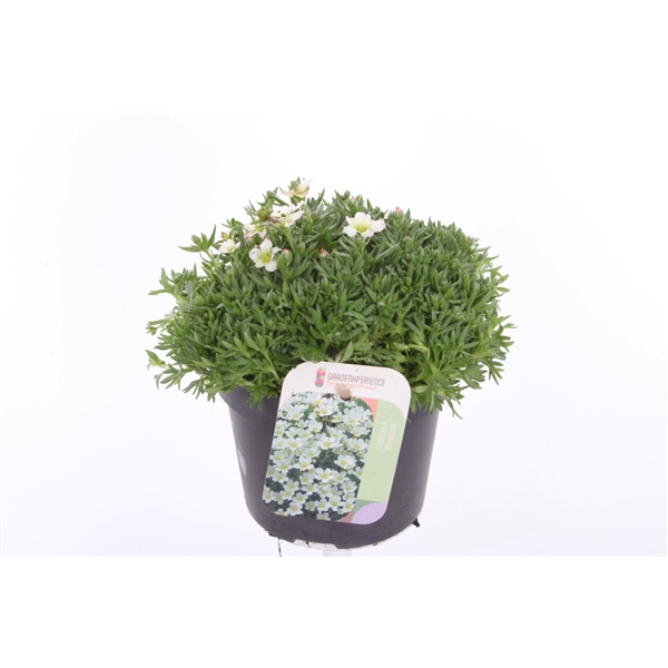 <h4>Saxifraga arendsii Ice Colours Appleblossom</h4>