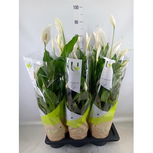 Spathiphyllum  'Vivaldi'
