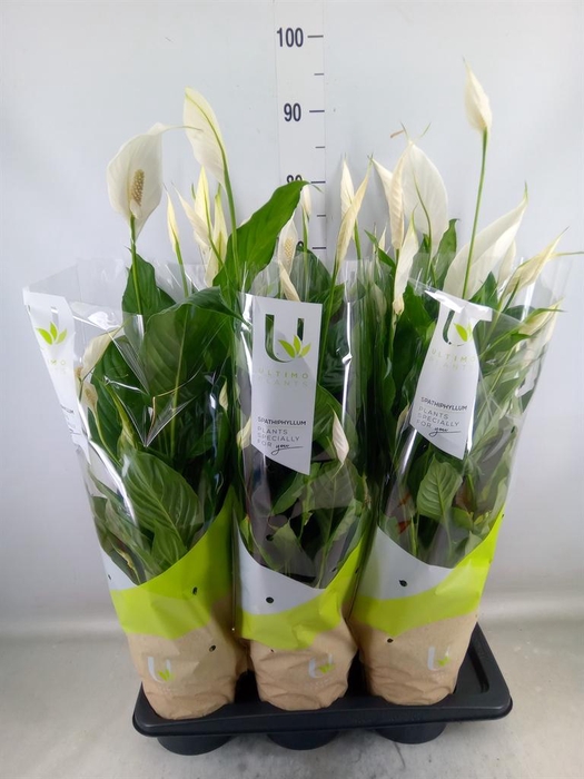 <h4>Spathiphyllum  'Vivaldi'</h4>