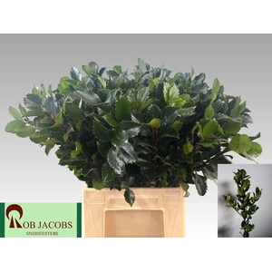 ILEX BL M BLU PRINCE