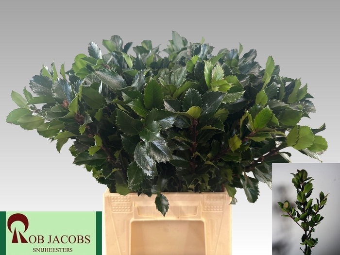 <h4>ILEX BL M BLU PRINCE</h4>