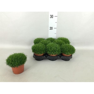 Sagina subulata