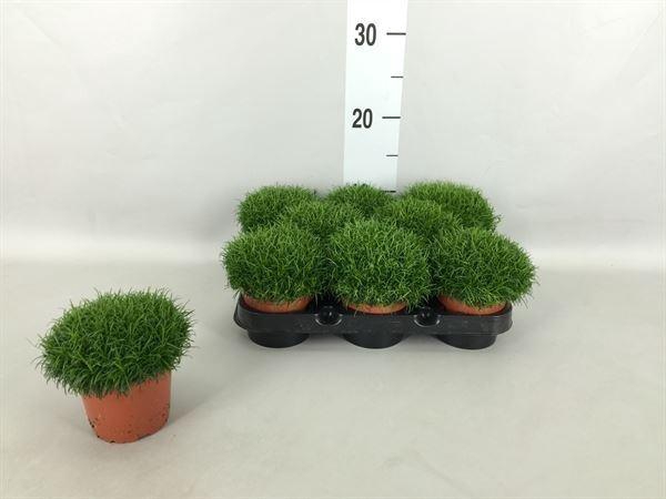 <h4>Sagina subulata</h4>