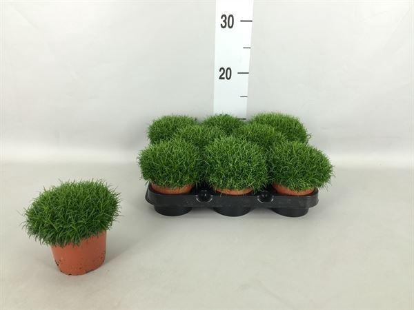 <h4>Sagina subulata</h4>