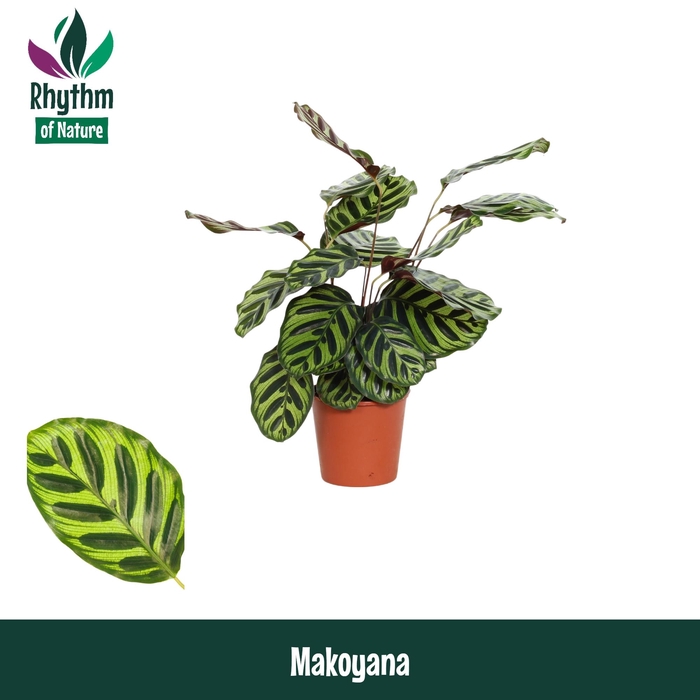 <h4>Calathea 14cm Makoyana - Rhythm of Nature</h4>
