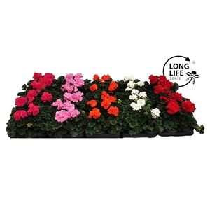 Pelargonium Zonale Mix etage