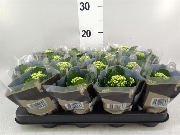 <h4>Kalanchoe blos. 'RosDon Dione'</h4>