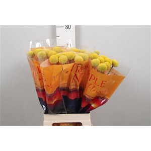 Cras Paintball Jumbo