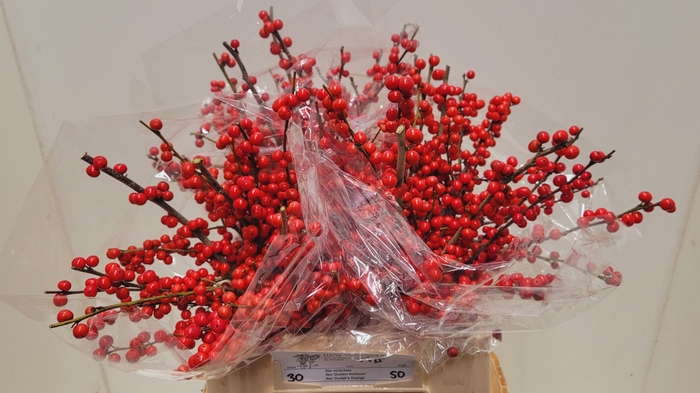 <h4>ILEX VE RODE BES</h4>