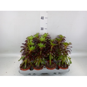 Aeonium arboreum 'Velours'