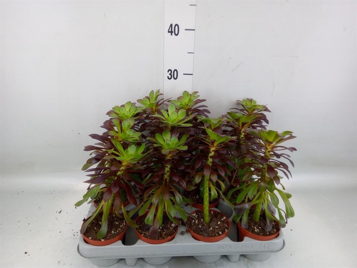 <h4>Aeonium arboreum 'Velours'</h4>