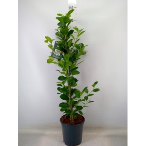 Ficus microcarpa 'Moclame'