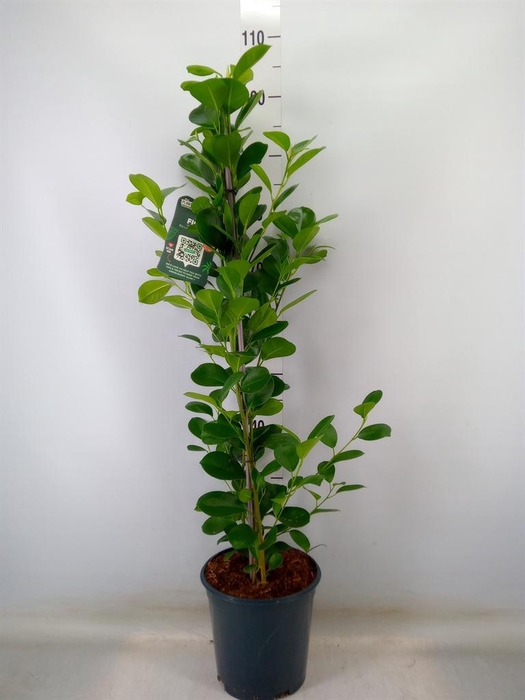 <h4>Ficus microcarpa 'Moclame'</h4>