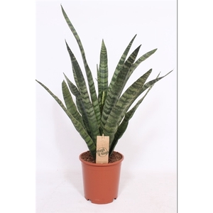 Sansevieria Diamond Green