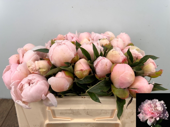 <h4>PAEO L NOEMI DEMAY</h4>