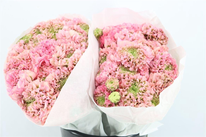 <h4>Ran Ponpon Ex Alice</h4>