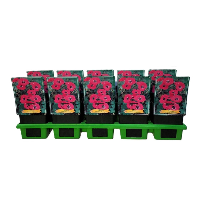 <h4>Geranium cinereum</h4>