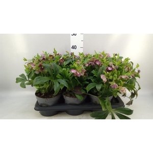 HELLEBORUS  'VIV VICTORIA' .