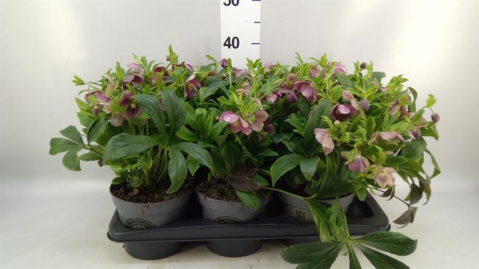 <h4>HELLEBORUS 'VIV VICTORIA' .</h4>