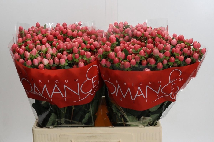 <h4>HYP SWEET ROMANCE</h4>