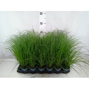 Carex brunnea