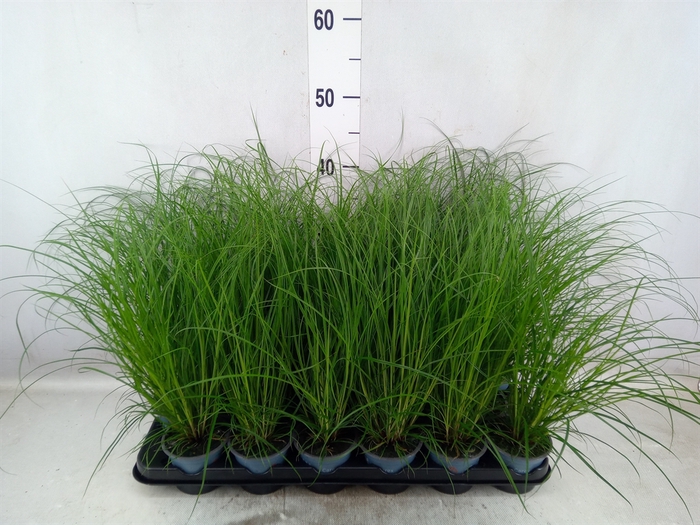 Carex brunnea