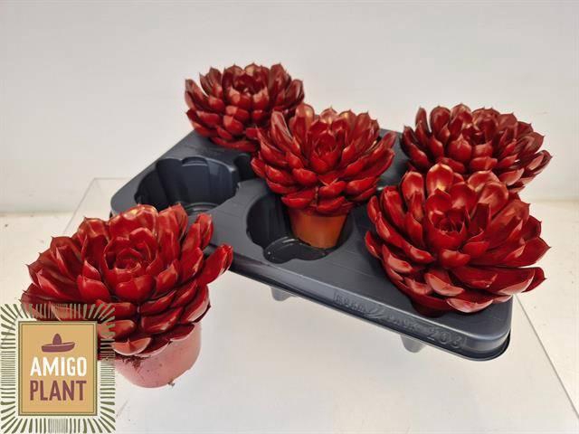 <h4>ECHEV SUMMER</h4>