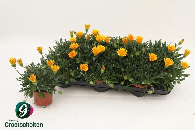 <h4>GAZ R GELBE JUPITE</h4>