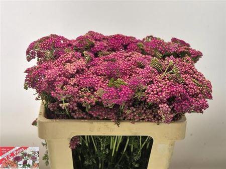 <h4>Achil M Mcl Purple</h4>