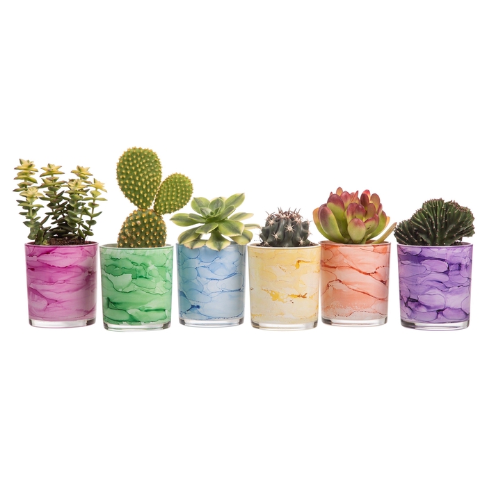 <h4>ARR CACTUS</h4>
