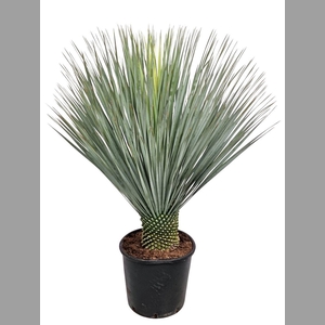YUC ROSTRATA