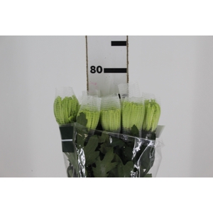 ANASTASIA DARK GREEN 080 CM VERDE