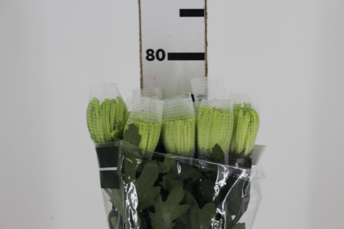 <h4>ANASTASIA DARK GREEN 080 CM VERDE</h4>