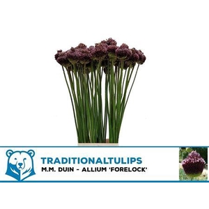 Allium Forelock