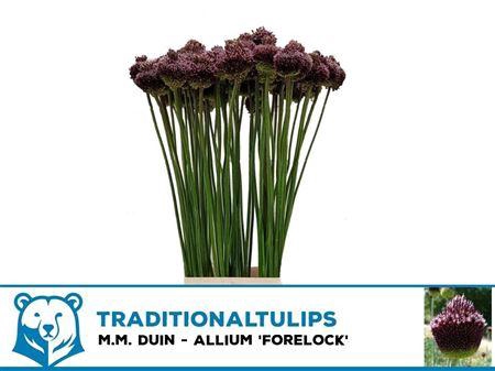<h4>Allium Forelock</h4>