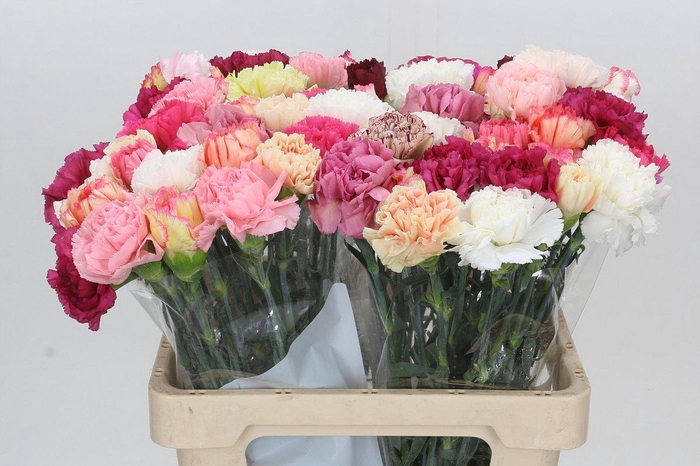 <h4>DI ST GEM IN BOS</h4>