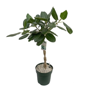 Ficus Altissima