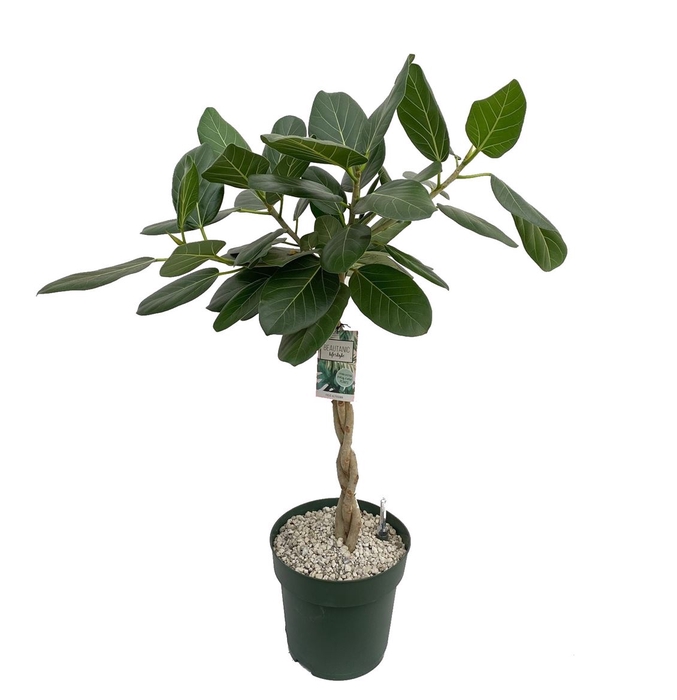 <h4>Ficus Altissima</h4>