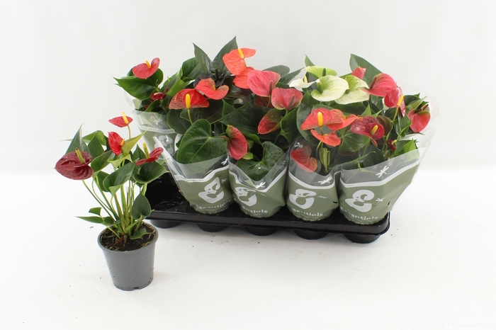 <h4>ANTHU AN GEM 4 KL</h4>