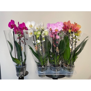 PHAL EL CASCADE