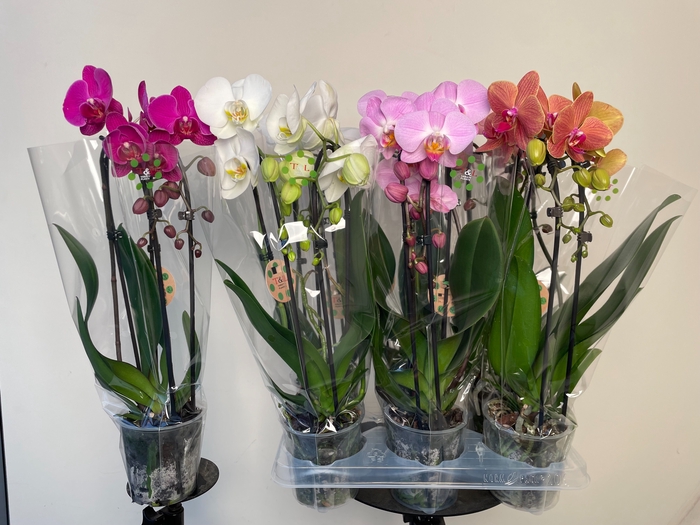 <h4>PHAL EL CASCADE</h4>