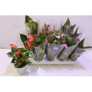 arr8 Anthu An Gem 4 Kl