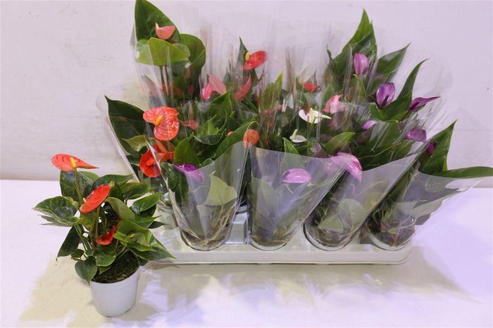 <h4>Anthu An Gem 4 Kl</h4>