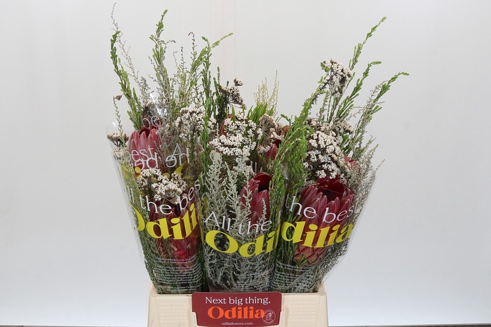 <h4>BQ Protea Sharon SFB</h4>