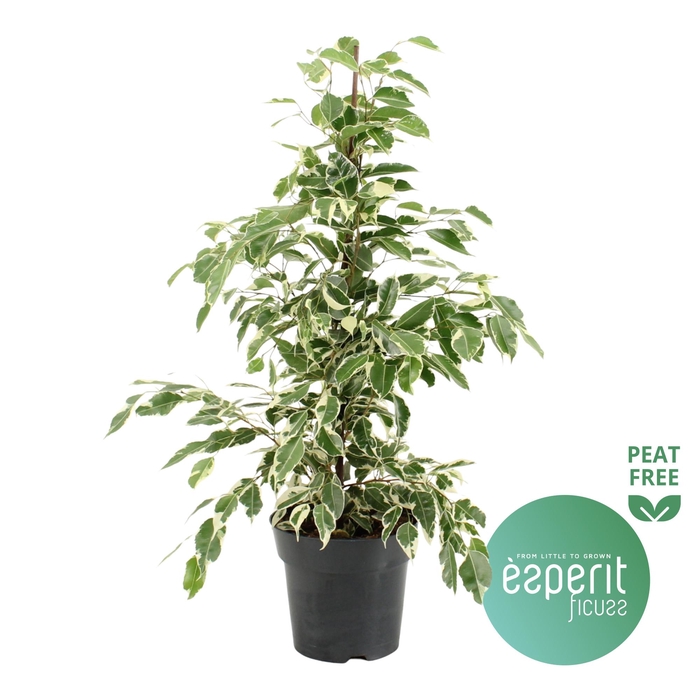 <h4>Ficus benjamina Twilight®</h4>